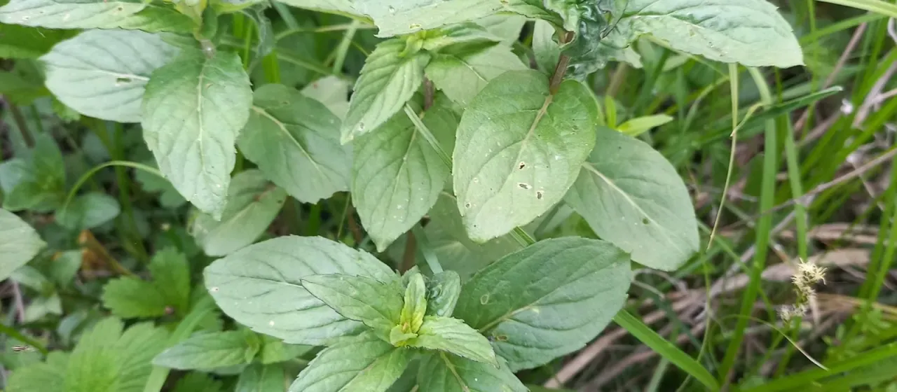 Field mint