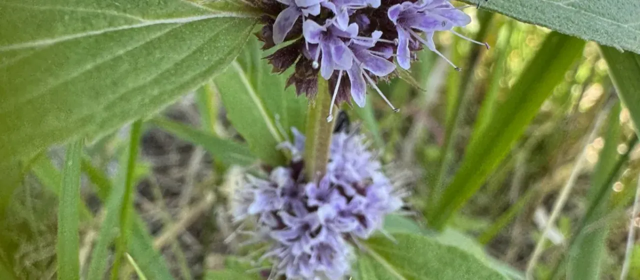 Field mint