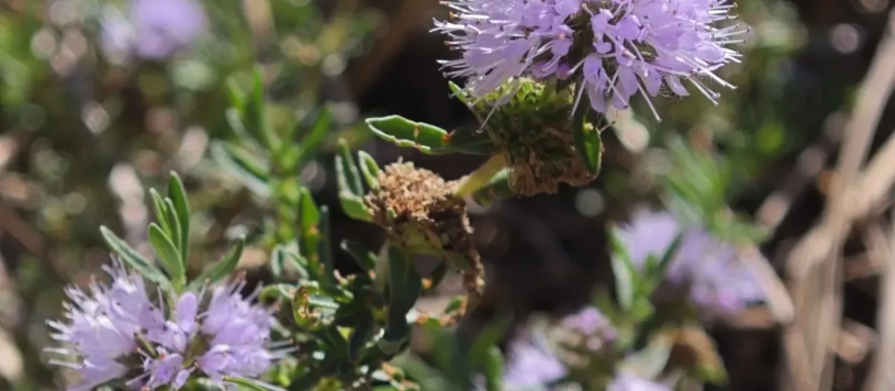 Hart's pennyroyal