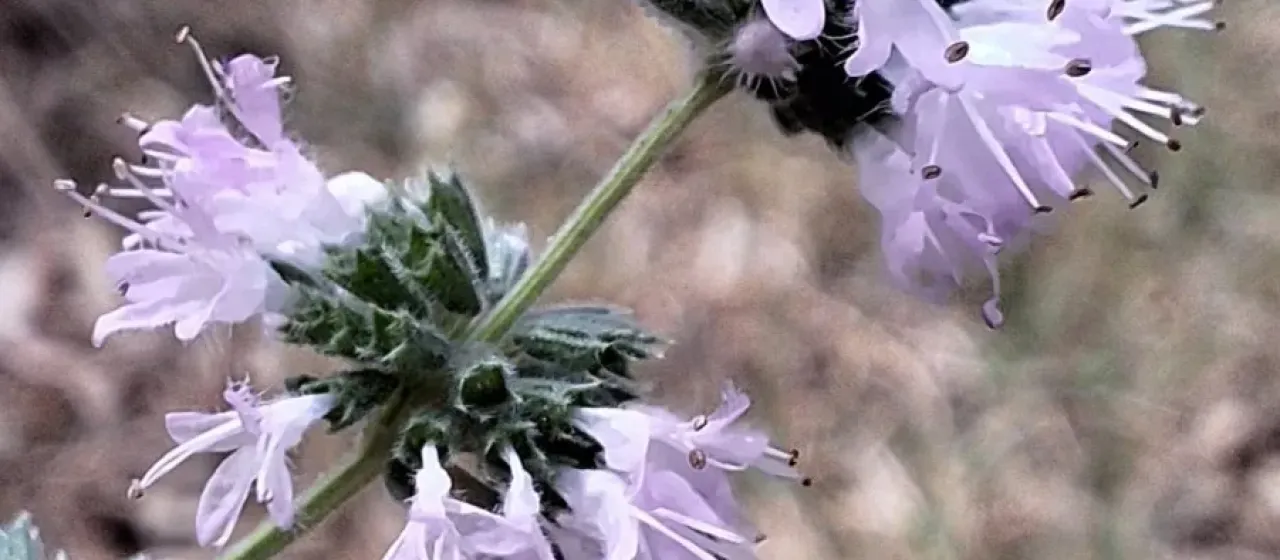 Pennyroyal