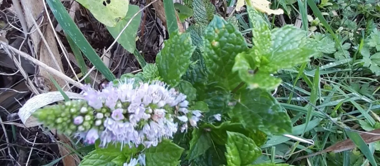 Spearmint