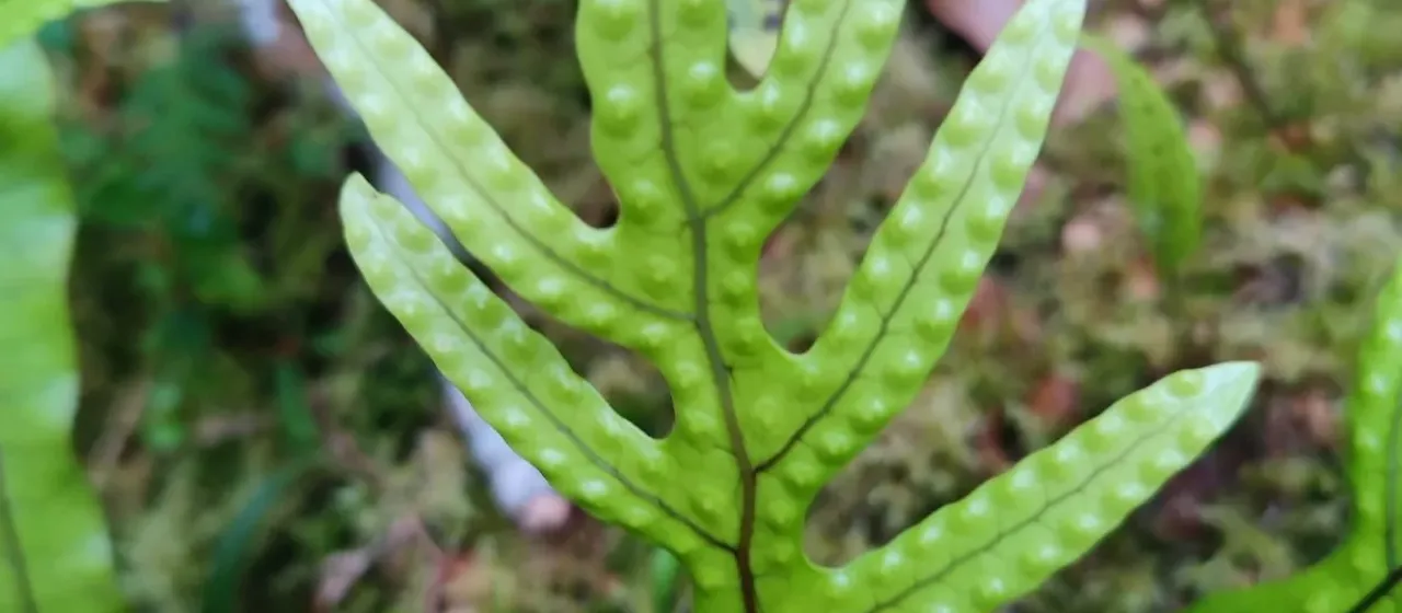 Microsorum pustulatum