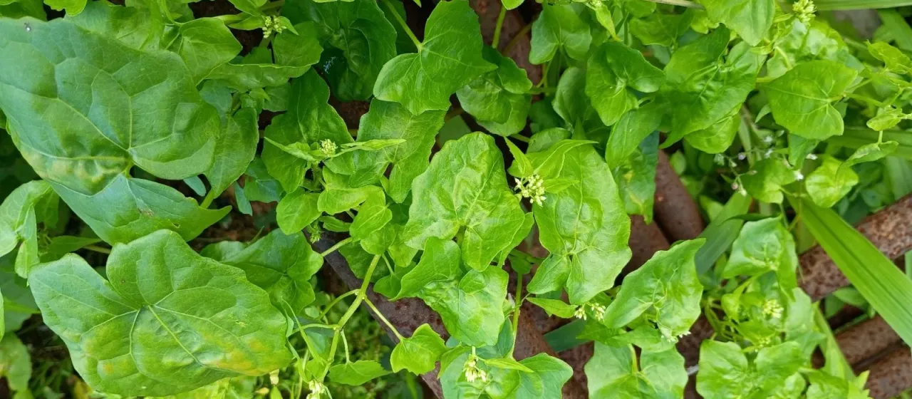 Mikania micrantha