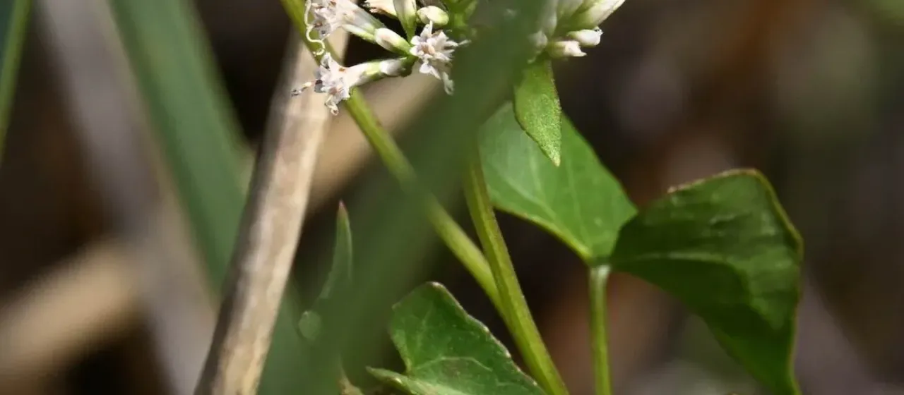 Climbing hempvine