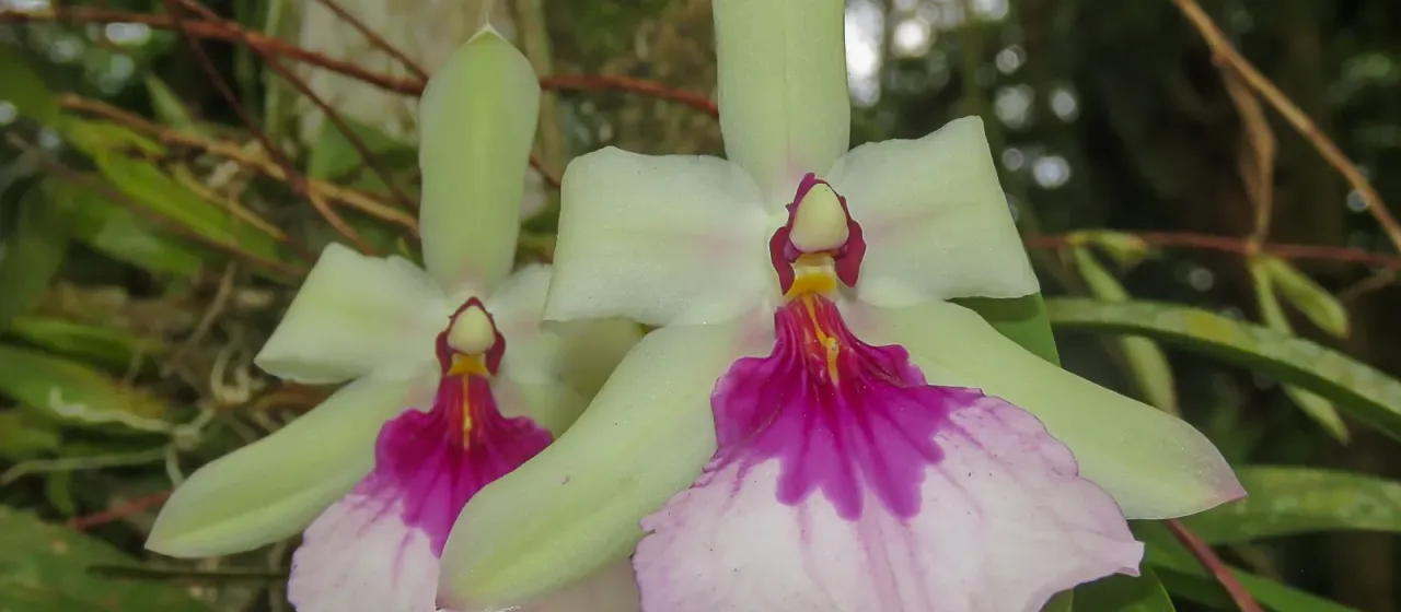 Pansy-orchid