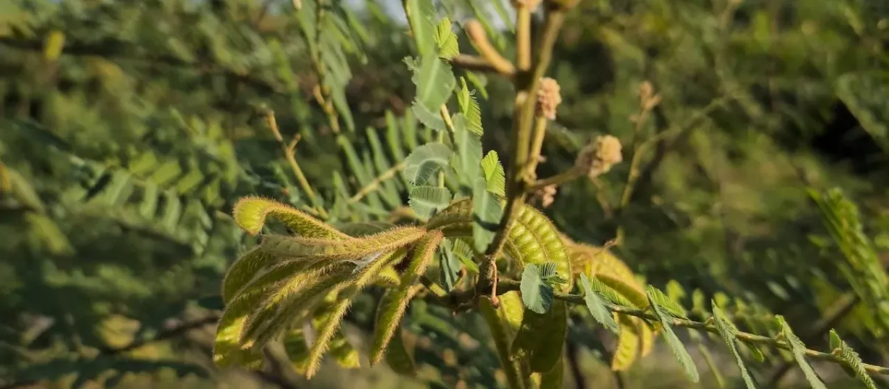 Giant sensitive plant