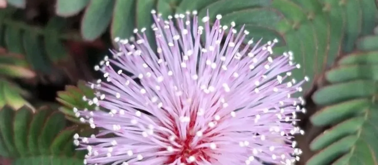 Sensitive plant