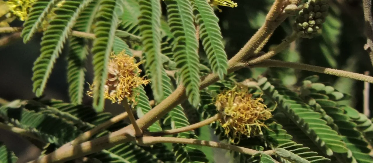 Bracatinga
