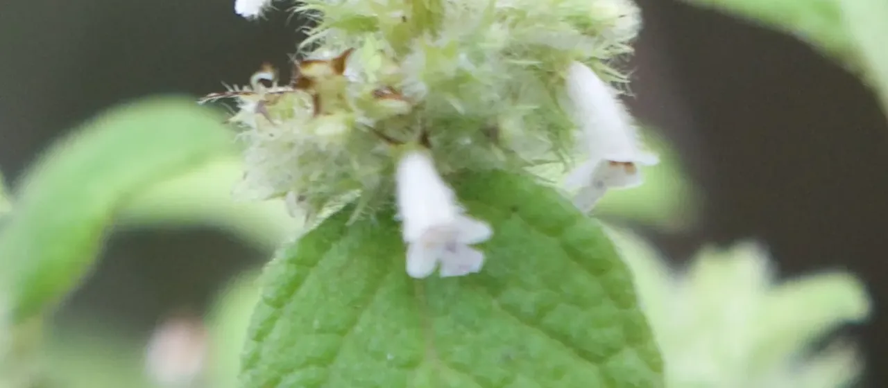 Minthostachys mollis