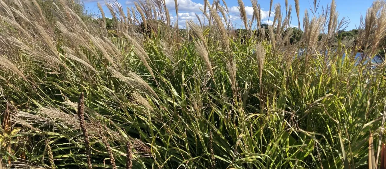 Miscanthus transmorrisonensis