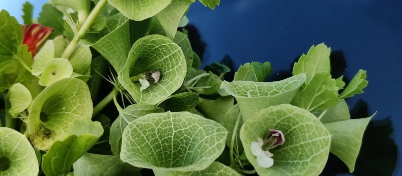 Moluccella laevis