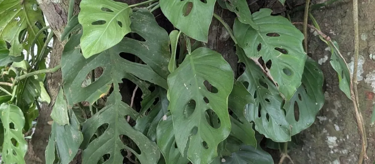 Monstera acuminata