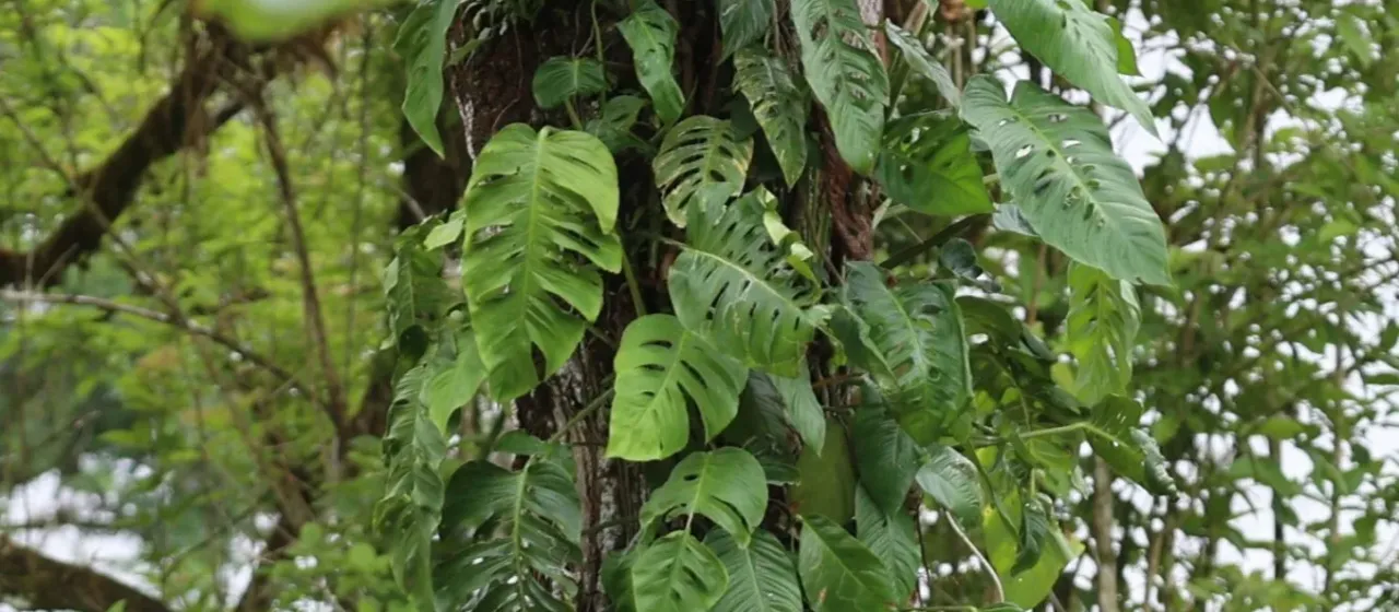 Swiss-cheese-plant