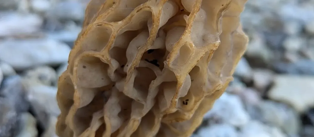 Morchella Dill. ex Pers.