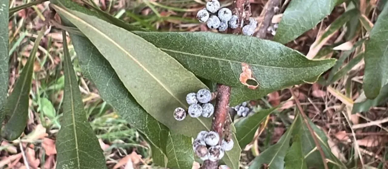 Southern Bayberry
