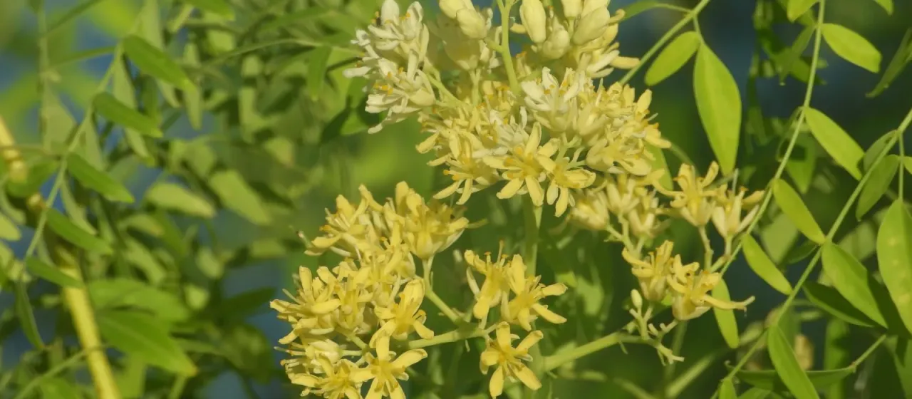 Moringa drouhardii