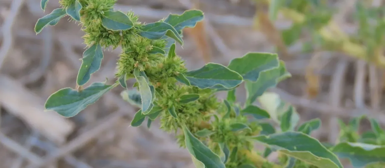 Amaranthus thunbergii