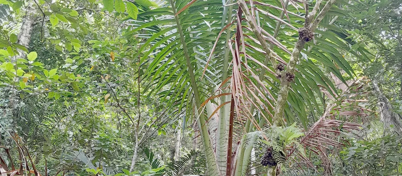 Sago palm