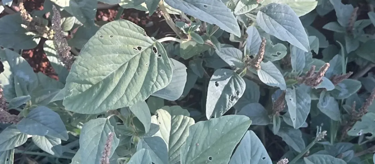 Slender amaranth