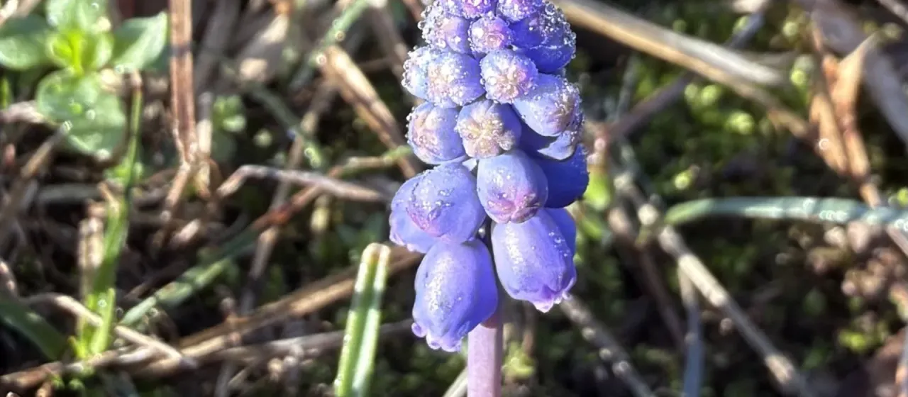 Muscari botryoides