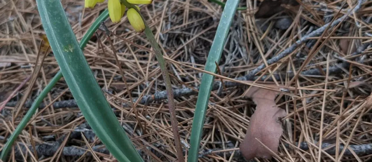 Muscari macrocarpum