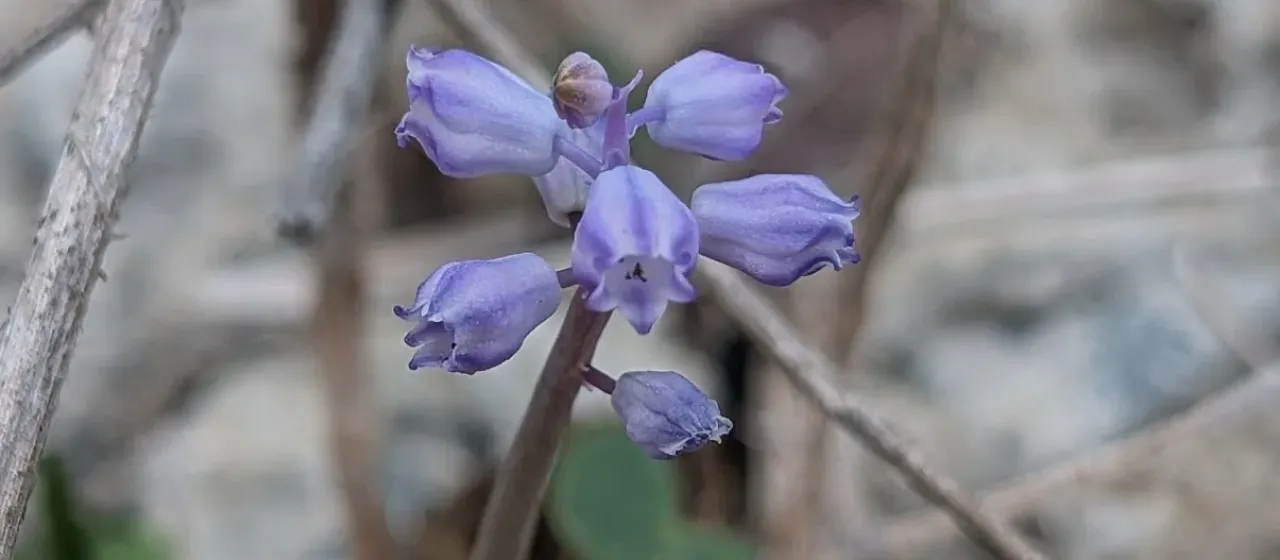 Small-flowered grape hyacinth