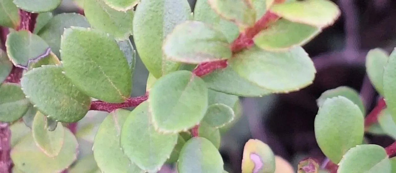 African boxwood