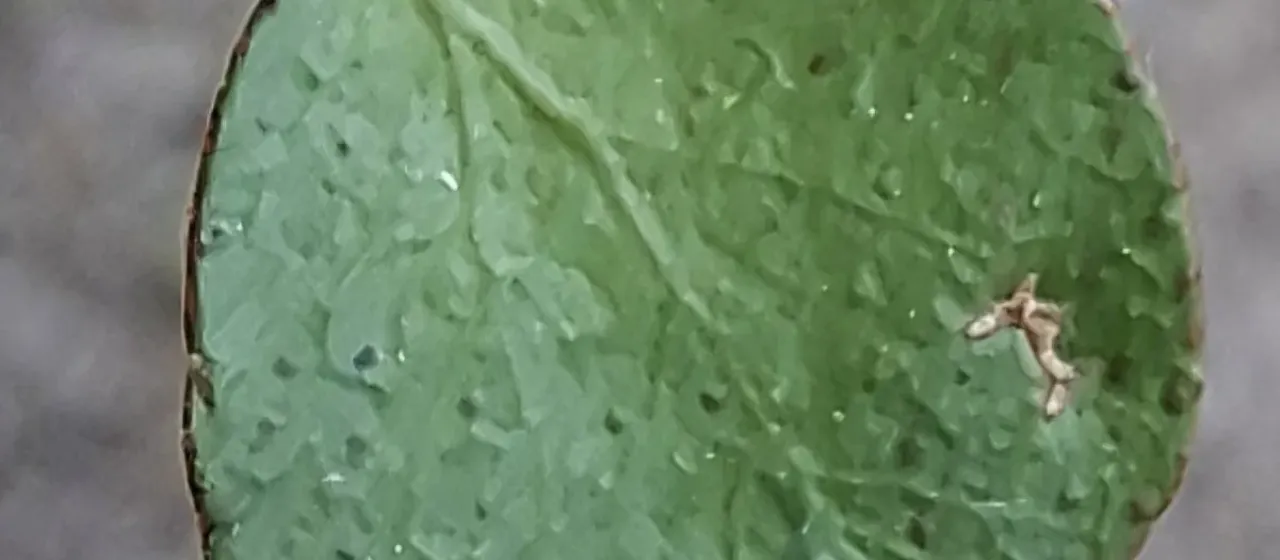 Weeping matipo