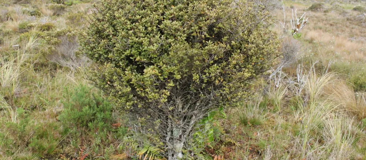 Myrsine montana