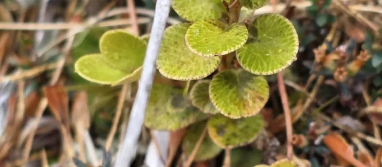 Creeping Myrsine
