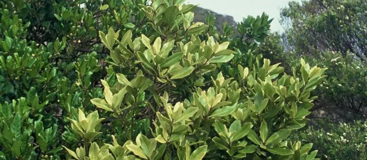Myrsine oliveri
