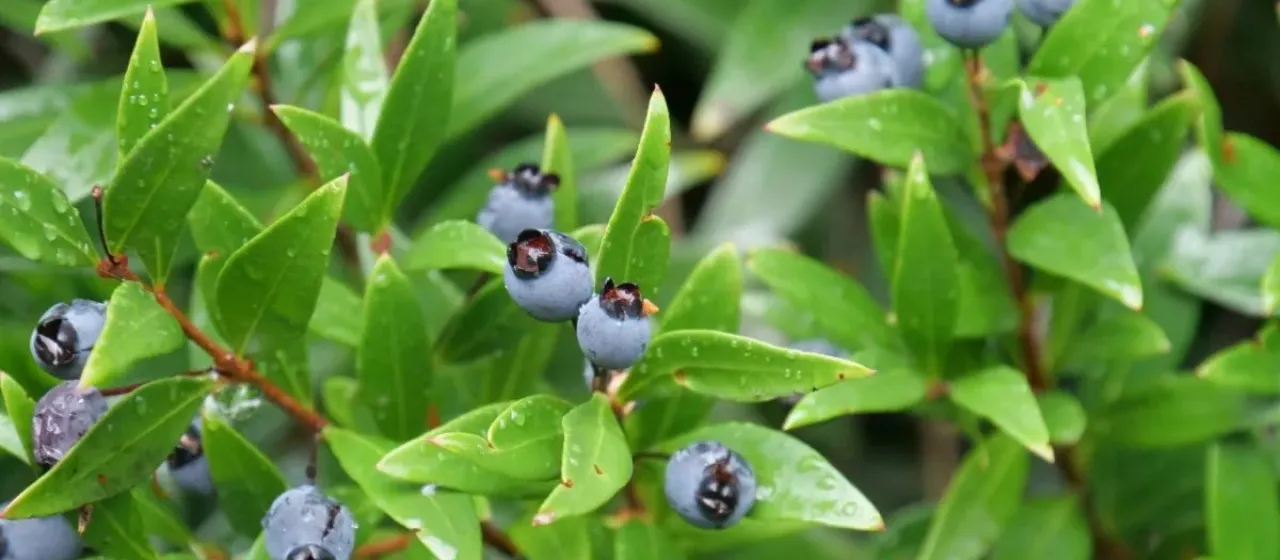 Common myrtle