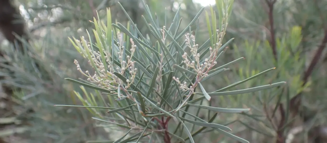 Snowy River wattle