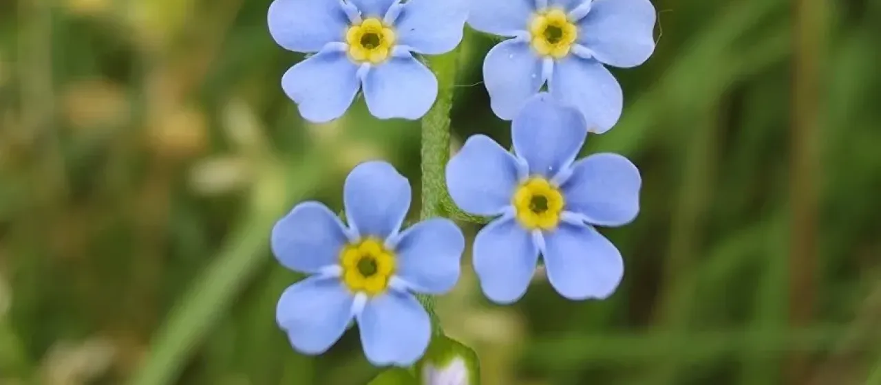 Water forget-me-not
