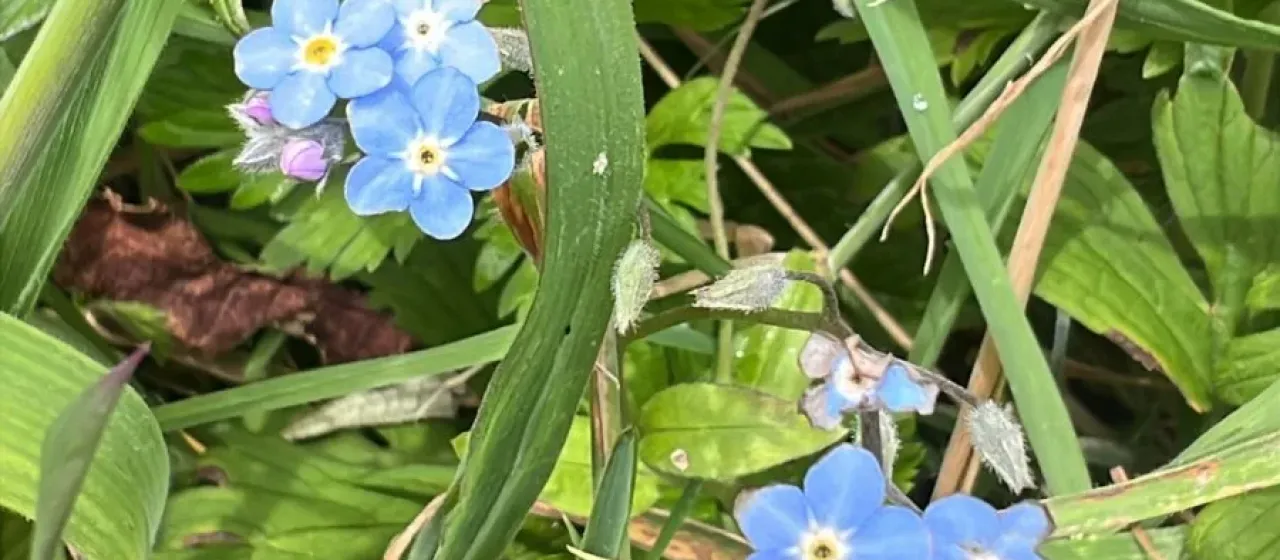 Wood forget-me-not