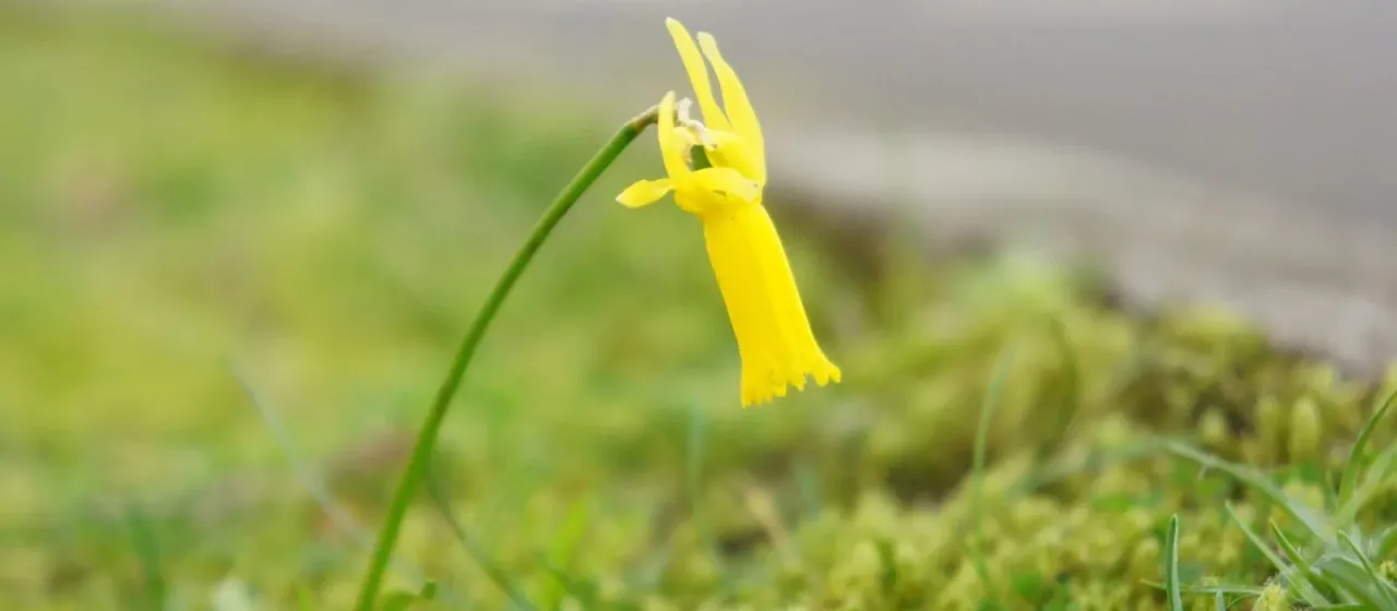 Cyclamen-flowered daffodil