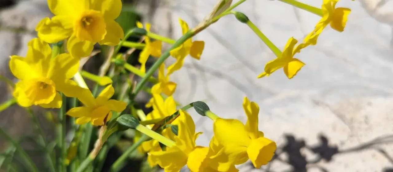 Jonquil
