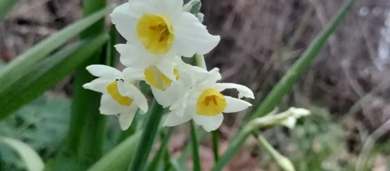 Sweet-scented narcissus