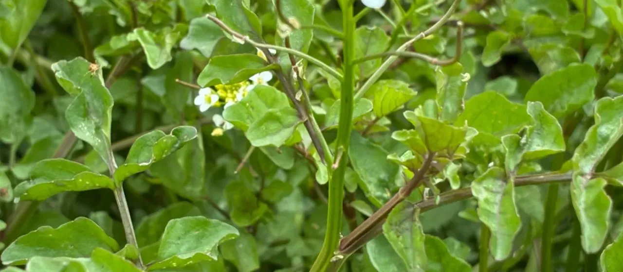 One-row watercress