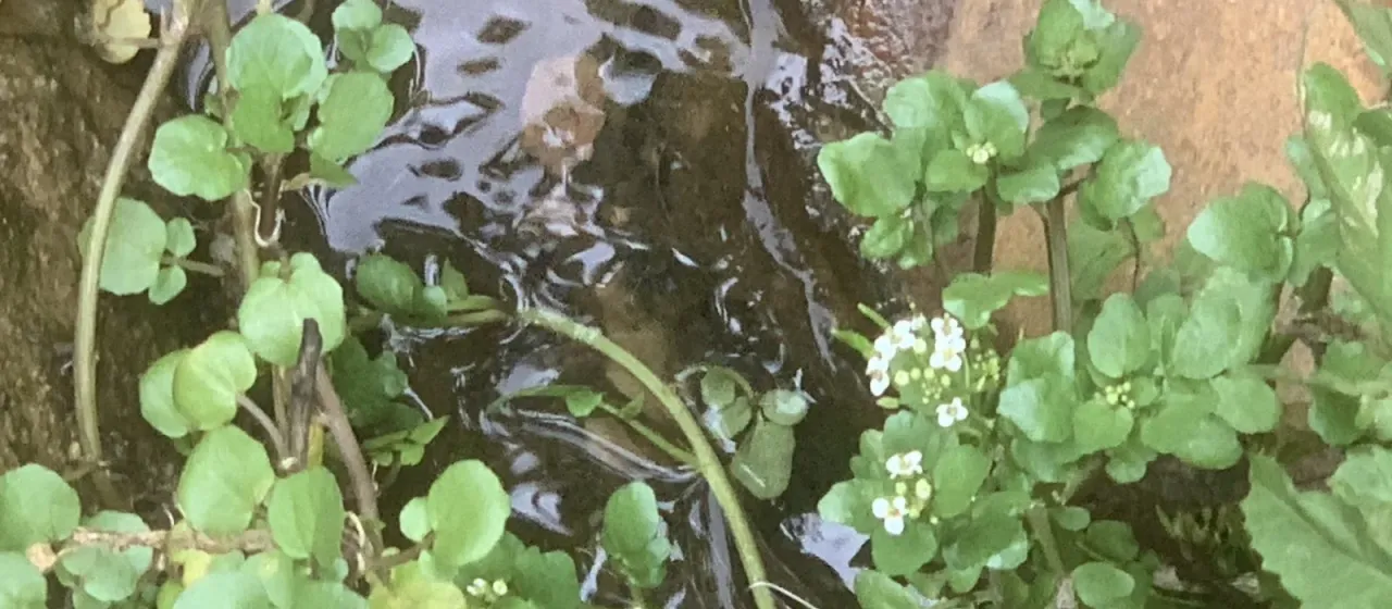 Водяной кресс