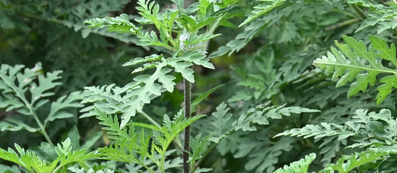 Common ragweed