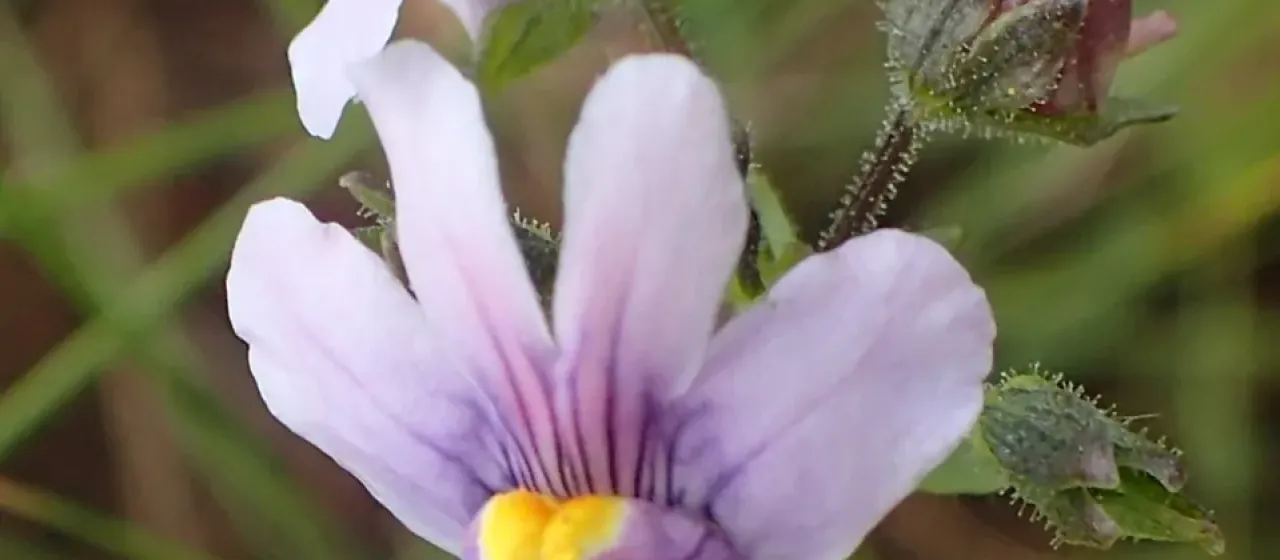 Nemesia denticulata