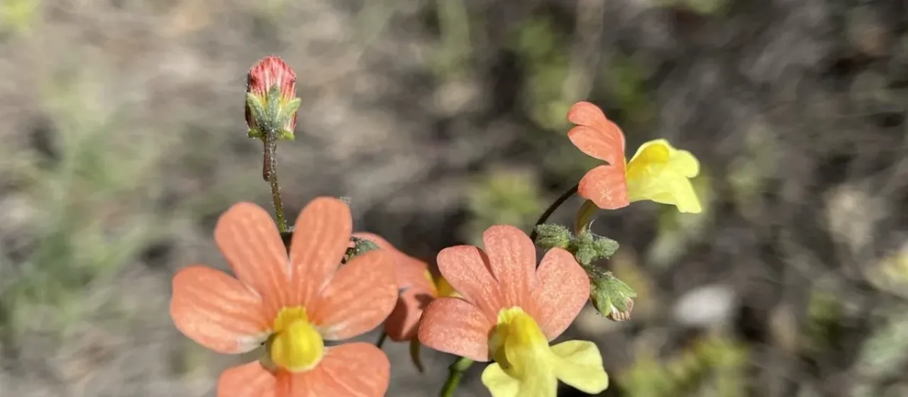 Nemesia versicolor