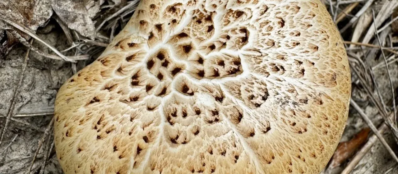 Scaly Lentinus