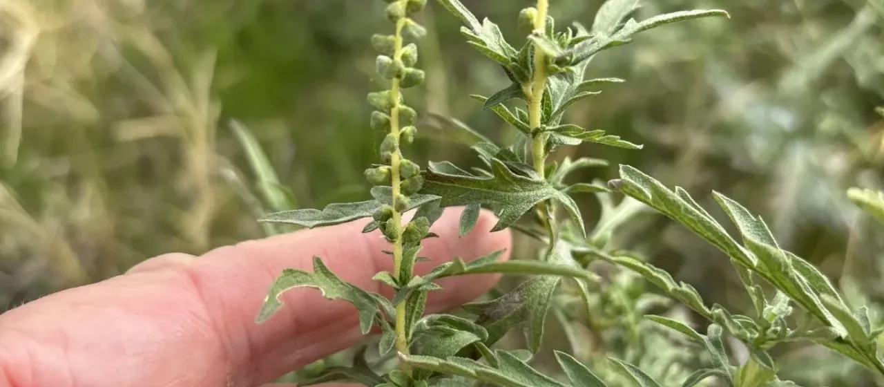 Western ragweed