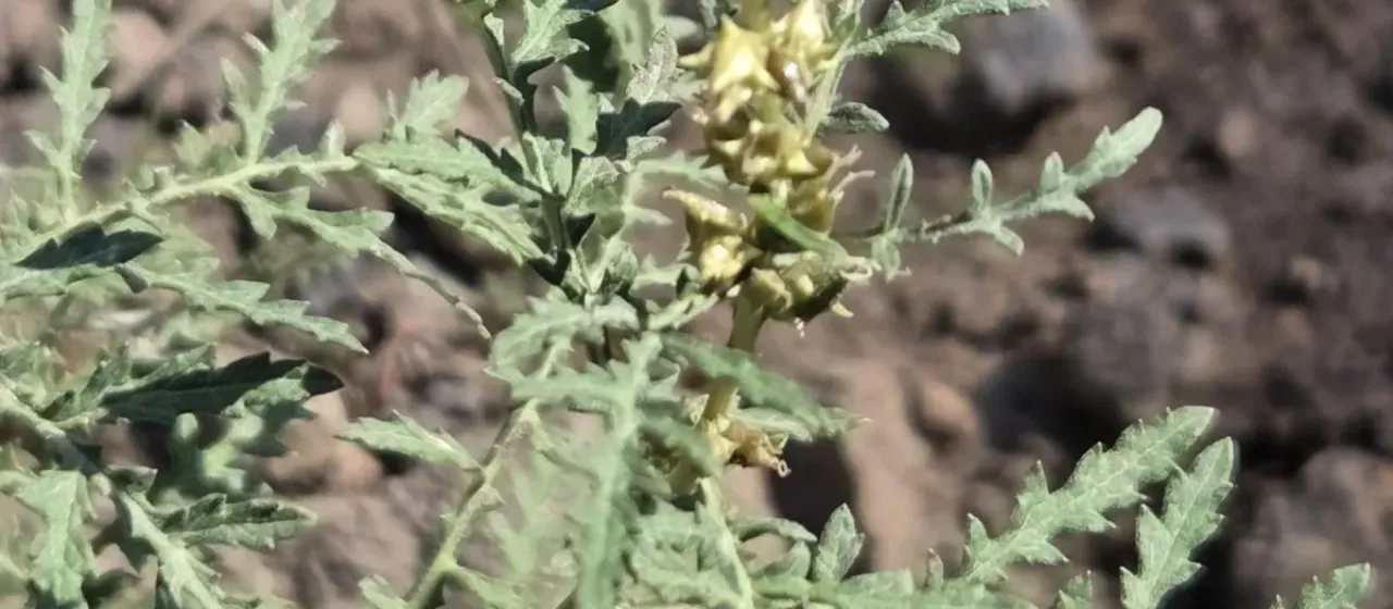 Skeletonleaf bur ragweed