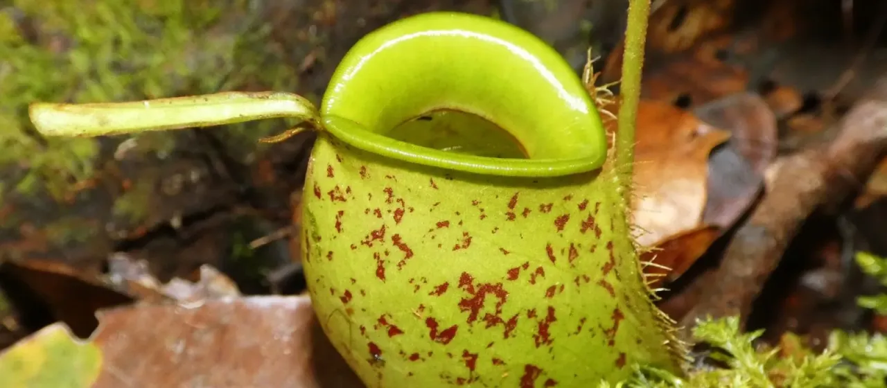 Nepenthes ampullaria