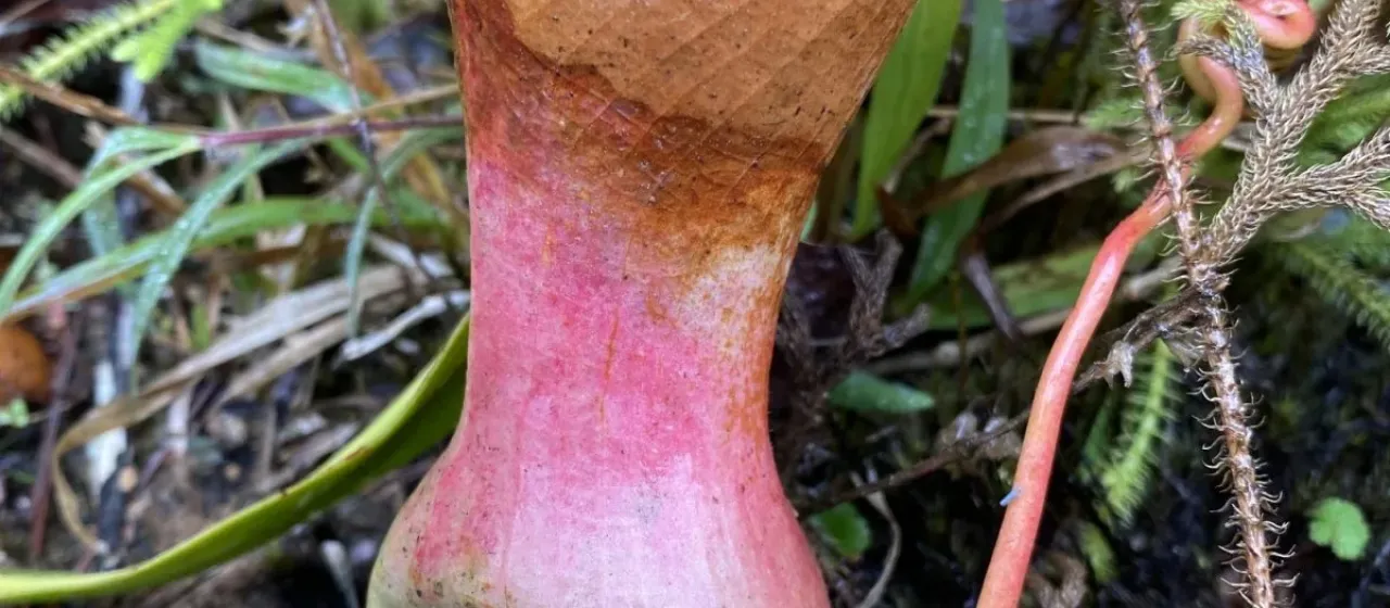 Nepenthes ventricosa