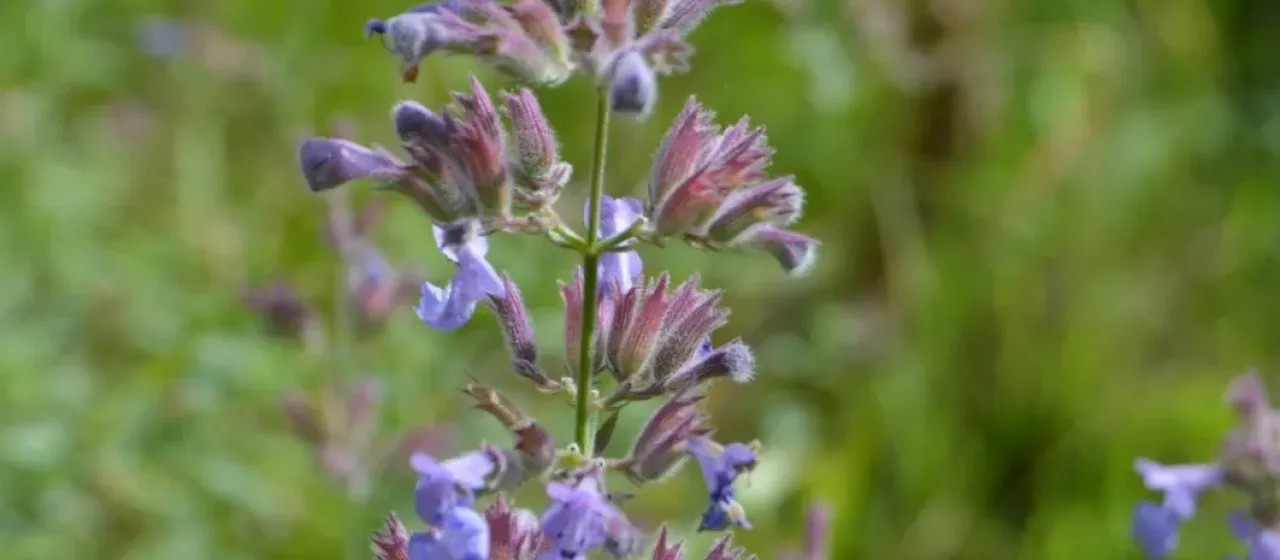 Caucasian catmint