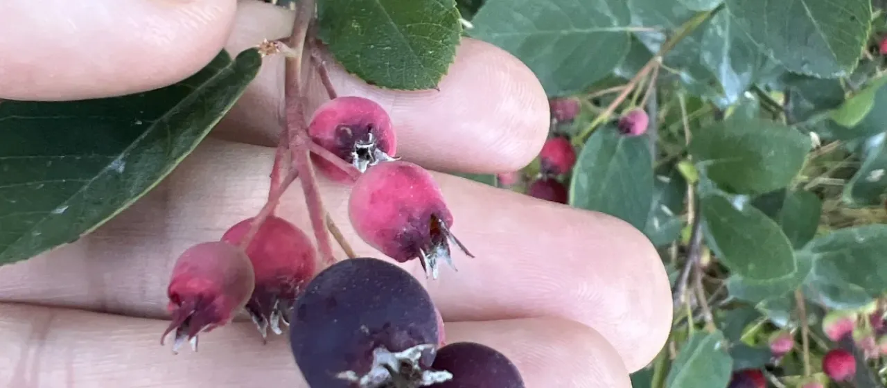 Saskatoon berry